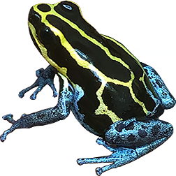 Ventrimaculata Blue